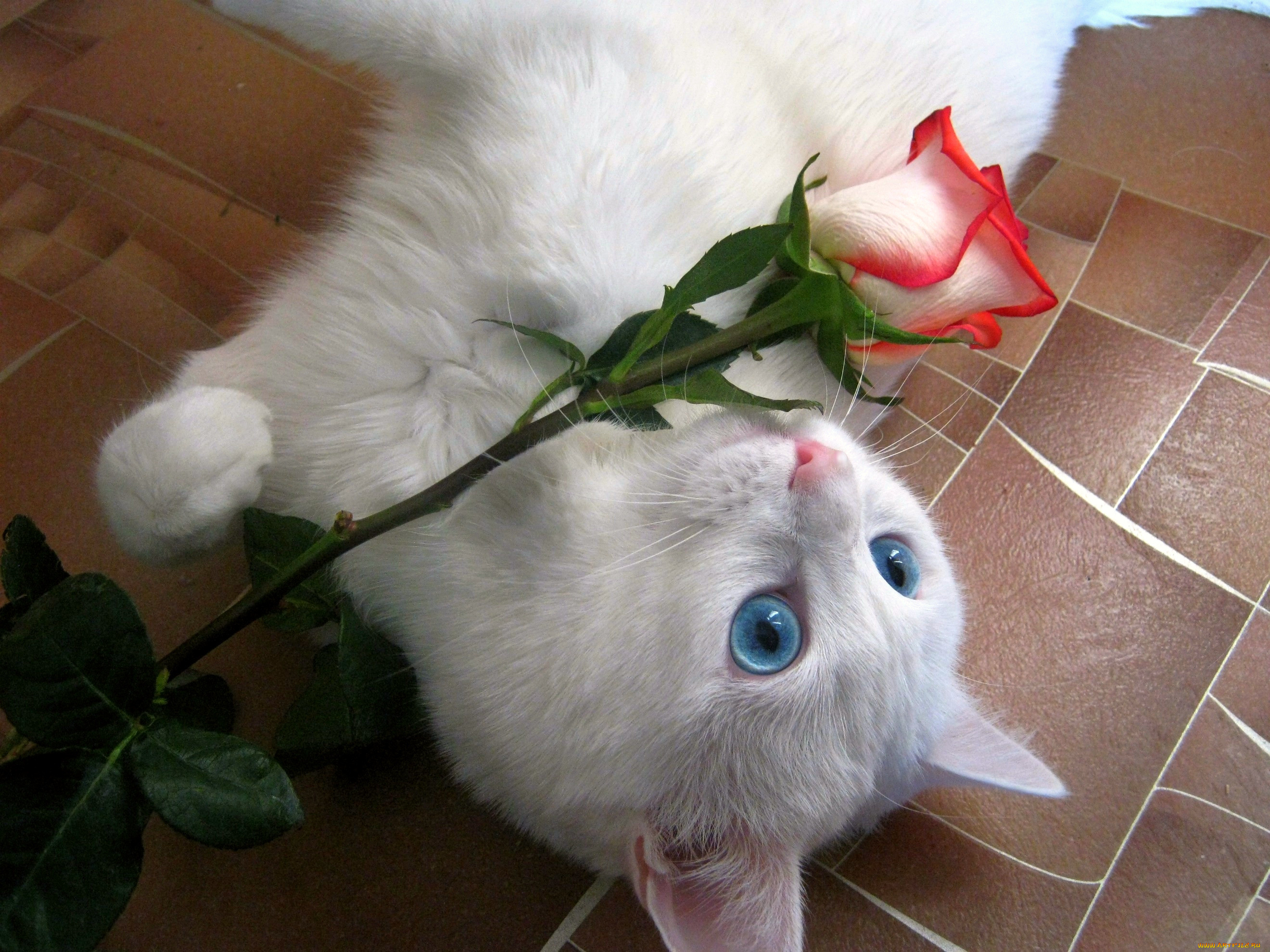 Прикольные розы картинки. Кошка с букетом цветов. Котенок с букетом цветов. Котик дарит цветы. Розы и котенок.